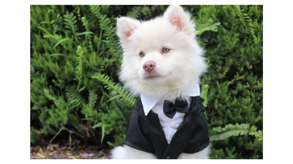 melbourne wedding pet outfits